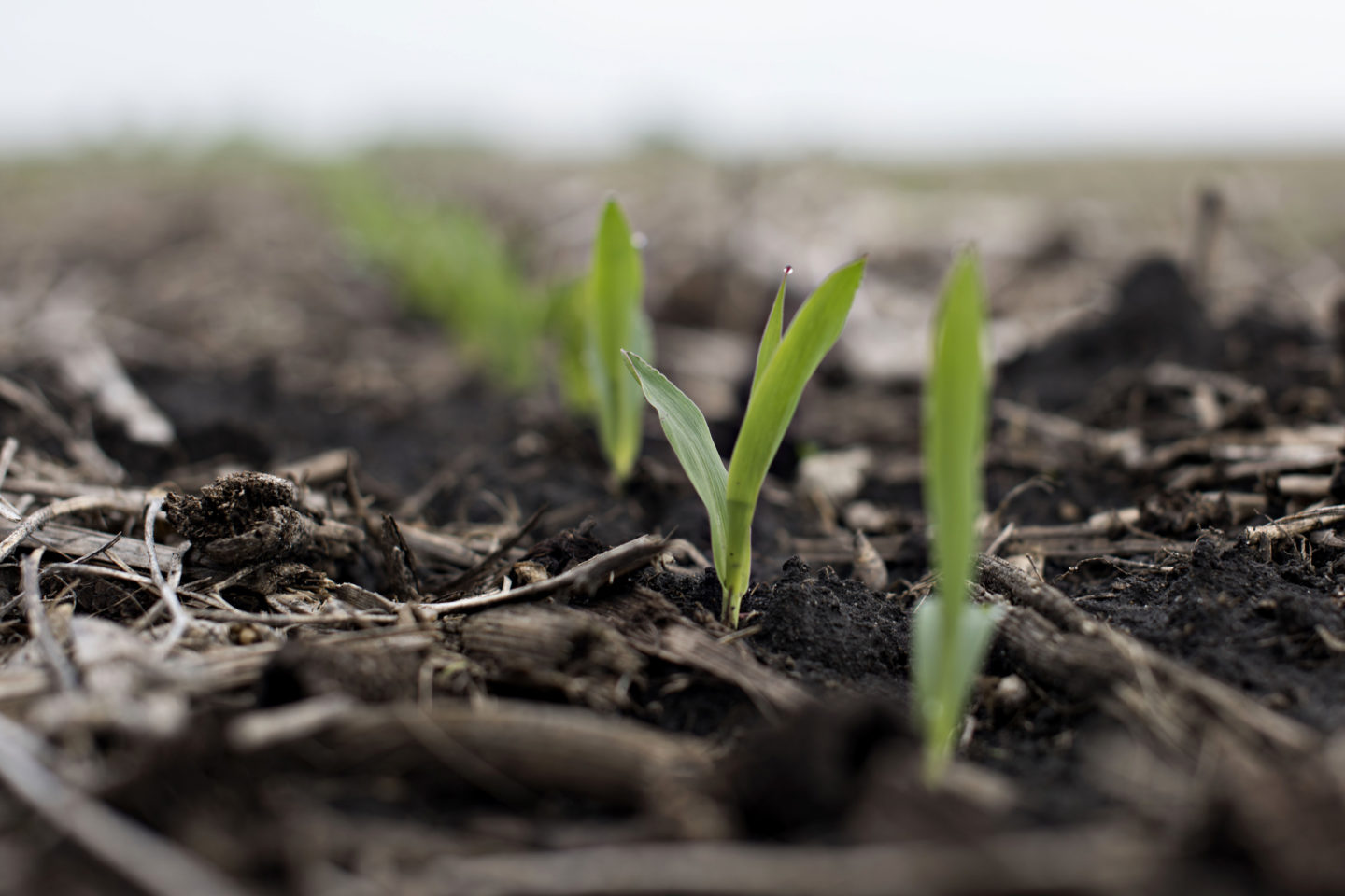 Syngenta AG Golden Harvest brand hybrid seed corn seedlings grow in a field