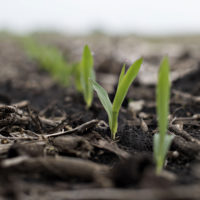 Syngenta AG Golden Harvest brand hybrid seed corn seedlings grow in a field