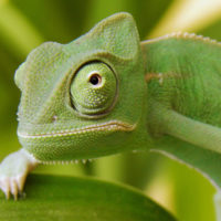 Diversity Chameleon