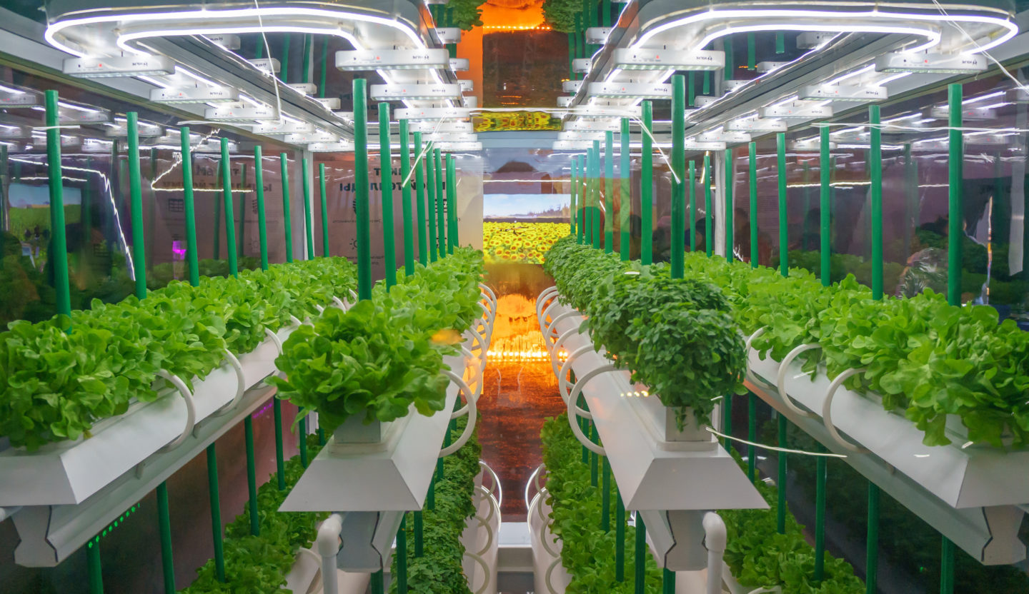 Soilless culture of vegetables under artificial light